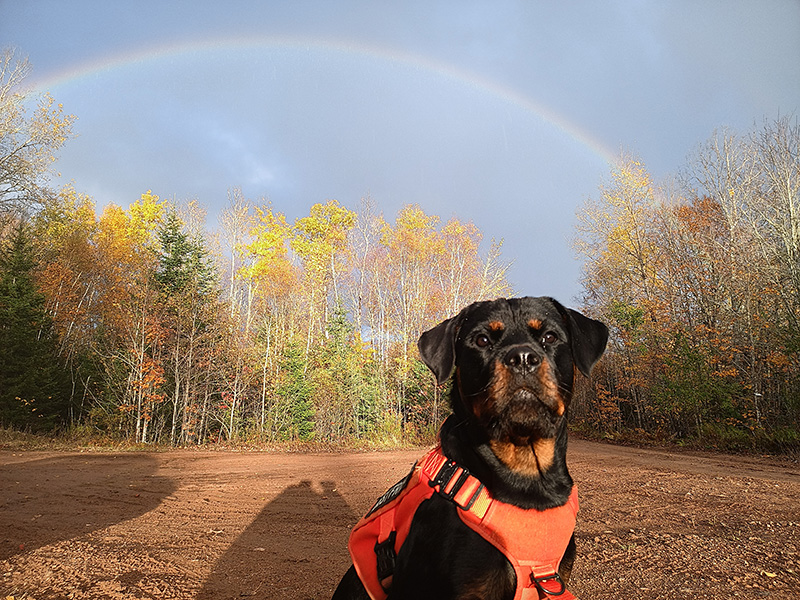 Sasha the Rottweiler in the Nova Scotia forest